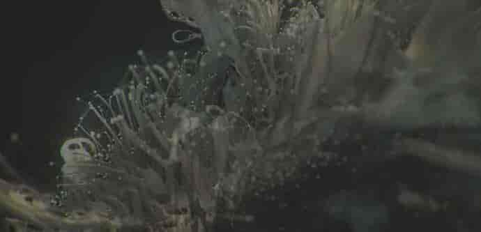 Maya流体插件：Mootzoid emPolygonizer v5.250